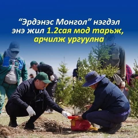 “Эрдэнэс Монгол” нэгдэл энэ жил 1.2 сая мод тарихаар төлөвлөжээ
