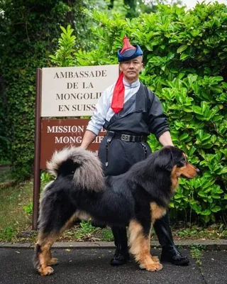 "Хангарди" дуудлагатай монгол банхар "World dog show 2026" тэмцээнд хэсгээ тэргүүлжээ